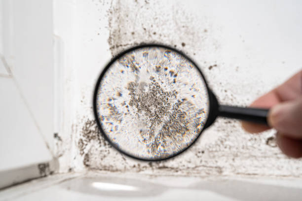 Trusted Bayside, WI Mold Remediation Experts